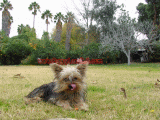 yorkie breeder